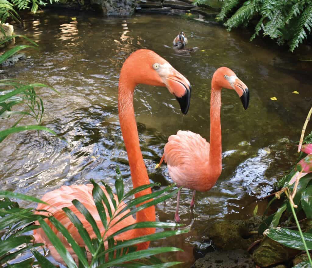Flamingos in a pond with lush green plants around them.